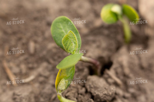 Soybeans - Early Growth 1391