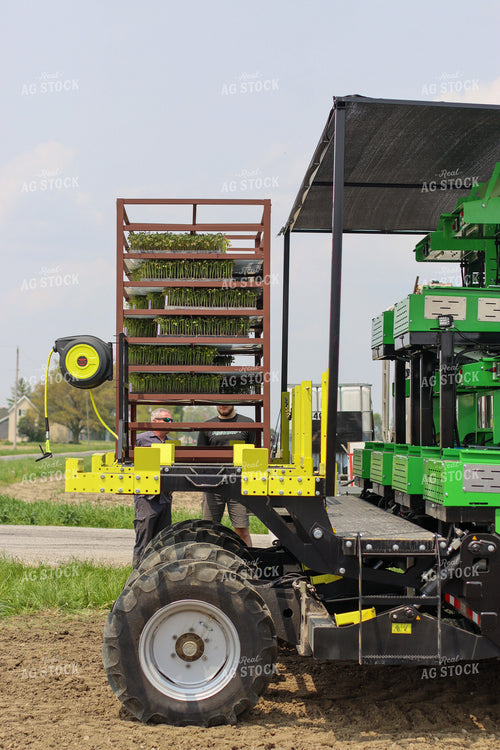 Planting Tomatoes 109040