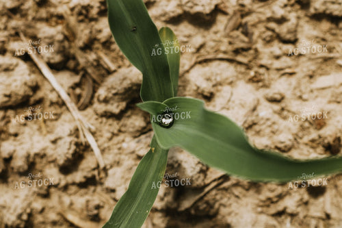 Water Collected in Early Growth Corn 101024