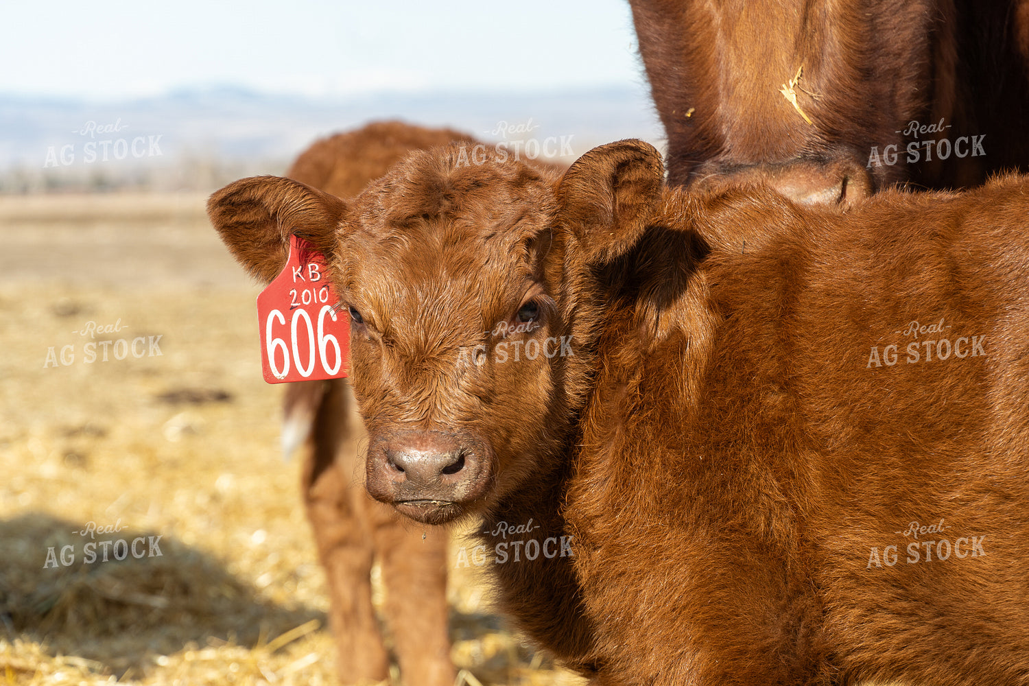 Red Angus Calf 65596