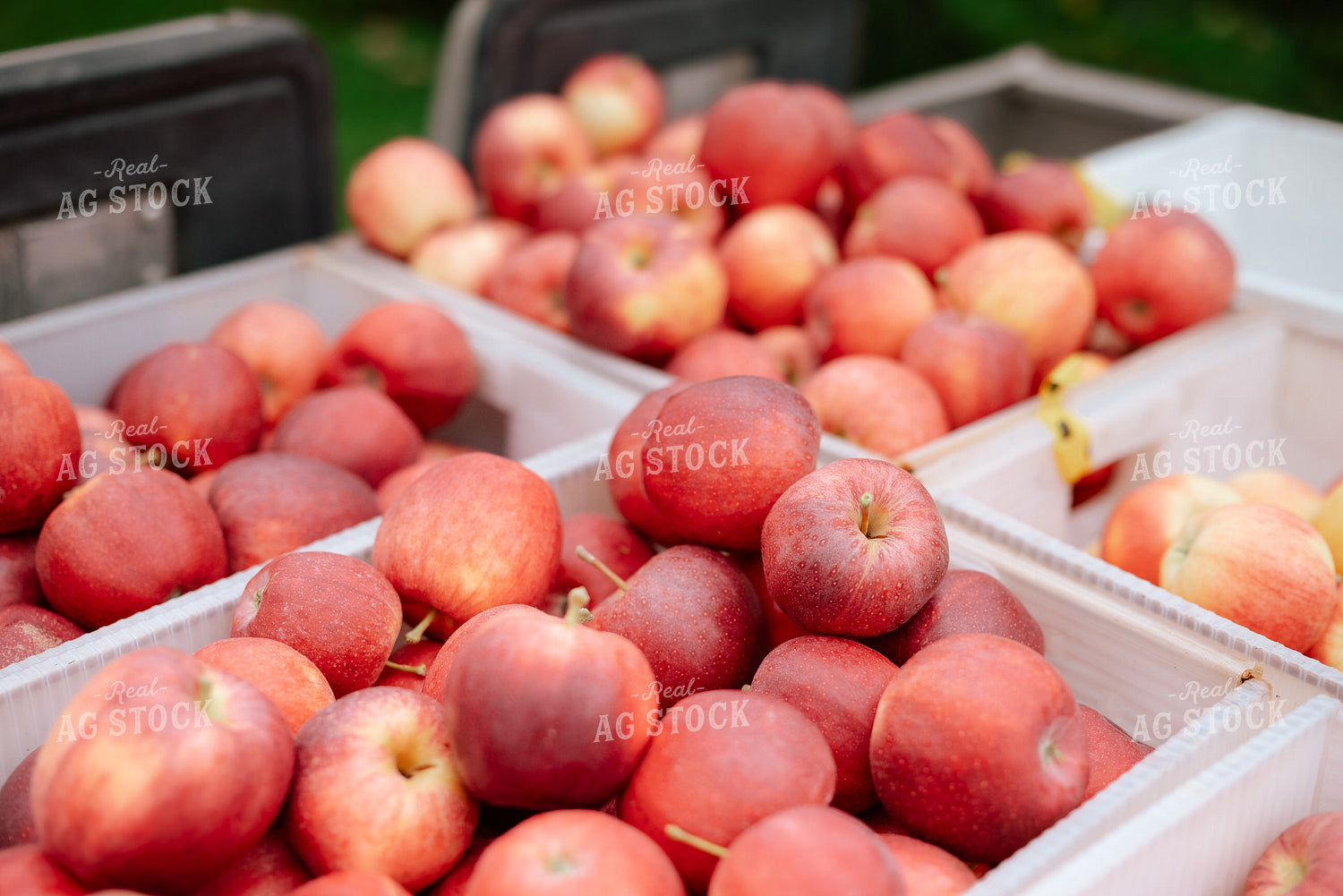 Apples 137088