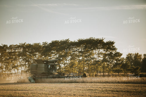 Combine Harvesting Soybeans 5080