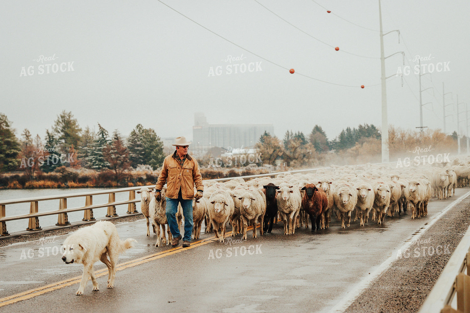 Sheep Farmer Helping Sheep Cross Road 83100