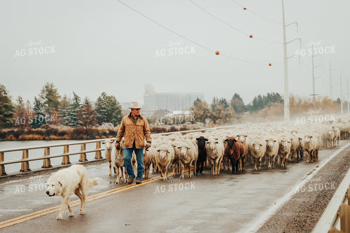 Sheep Farmer Helping Sheep Cross Road 83100