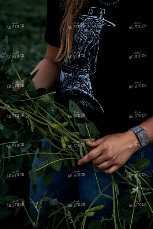 Checking Soybeans 67490