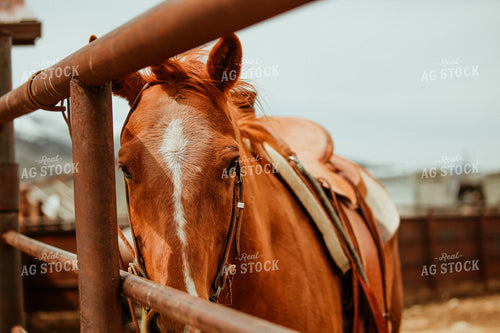 Horse 275007