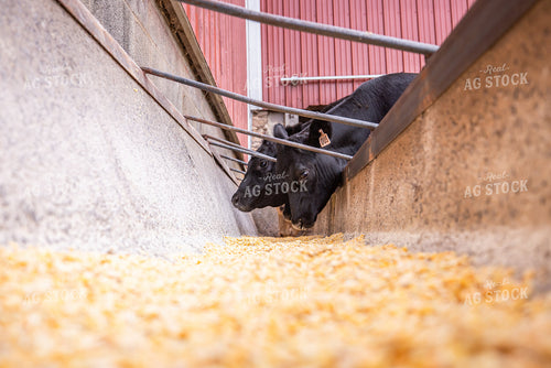 Cattle Eating from Feed Trough 270245