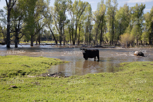 Cow in Creek in Pasture 117038