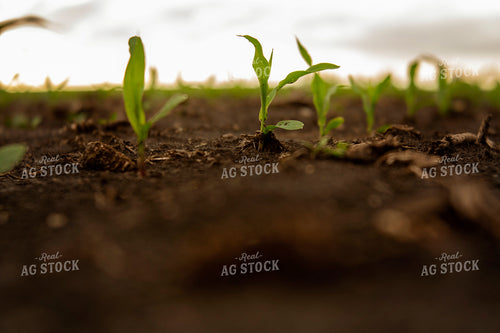 Rows of Corn Plants 6335