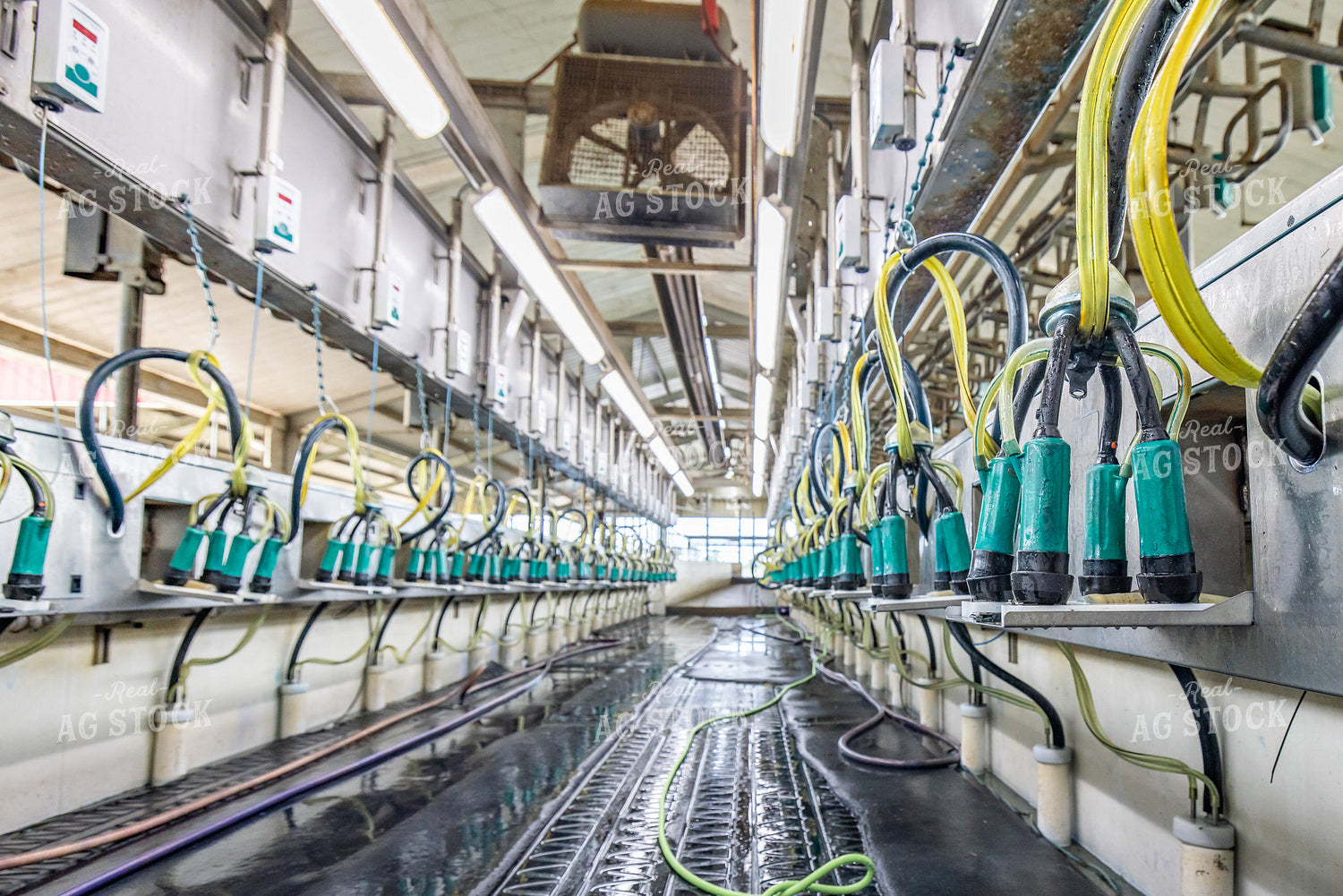 Milking Parlor 270229