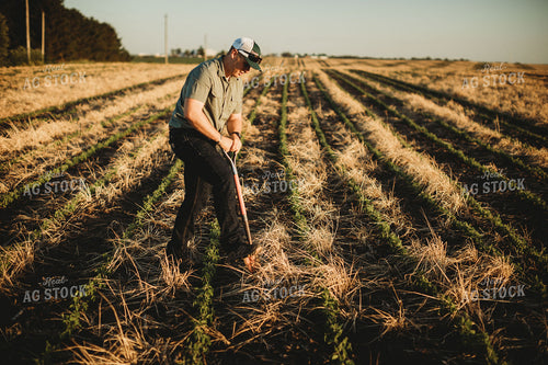Farmer Agronomist with Shovel in Soybean and Rye Cover Crop Field 5886