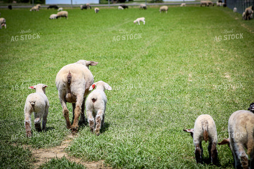 Lambs and Ewes 84238