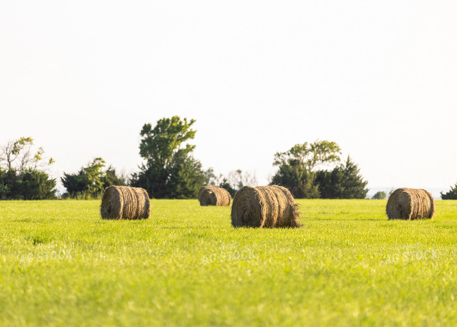 Hay Bales in Field 264058