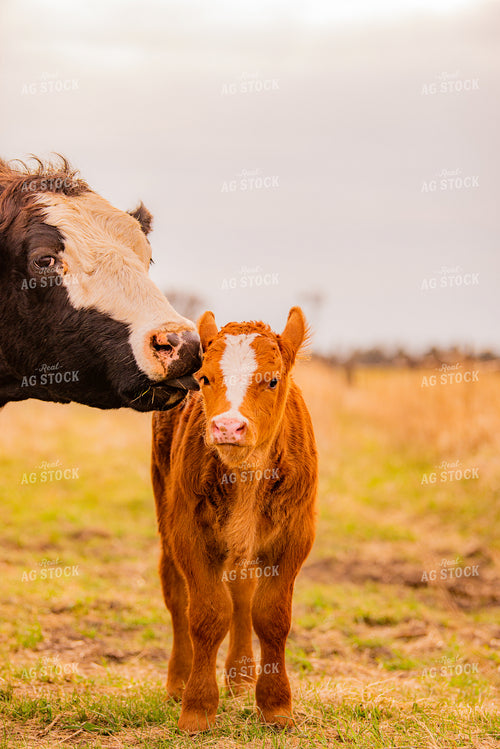 Cow and Calf on Pasture 299032