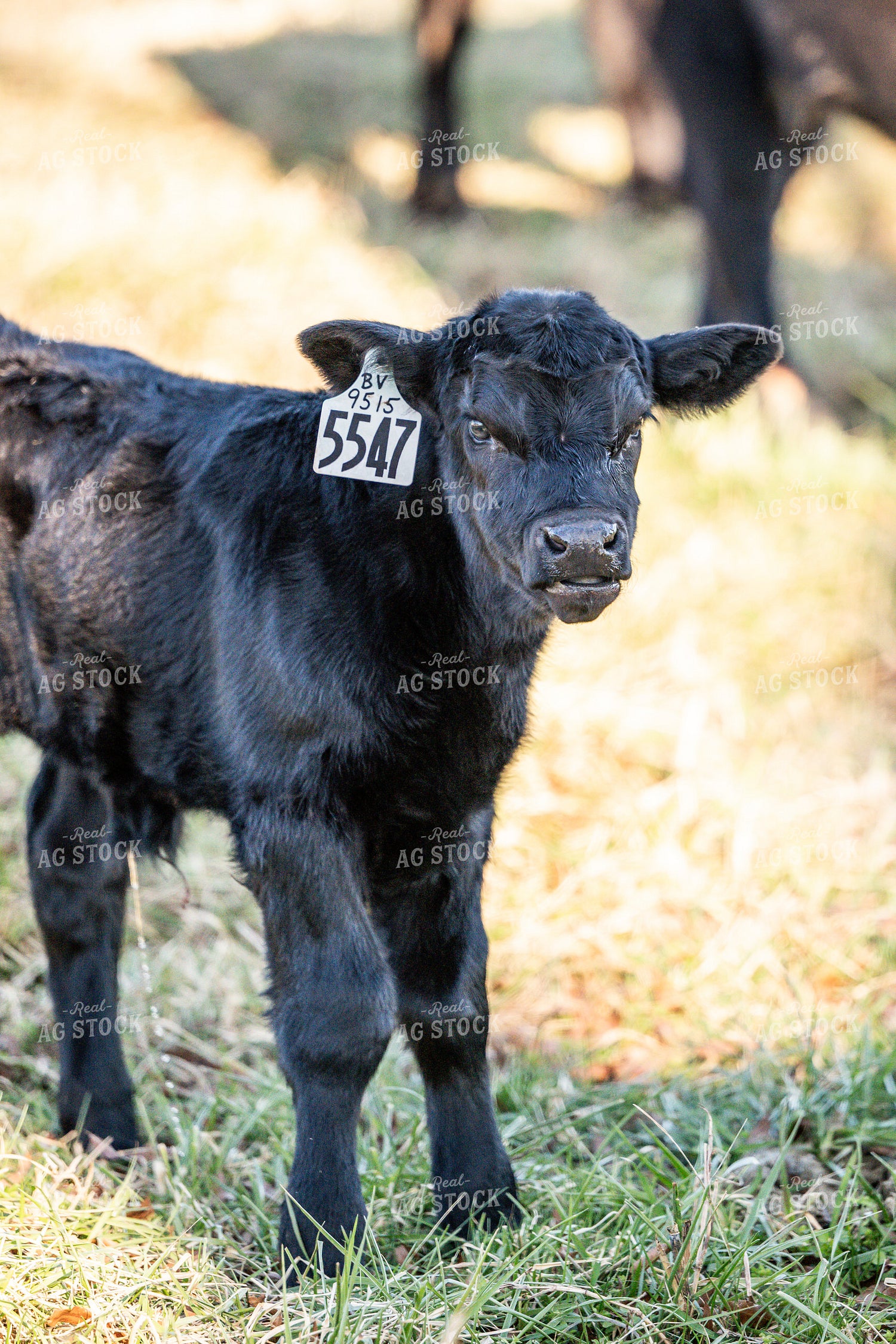 Calf on Pasture 192023