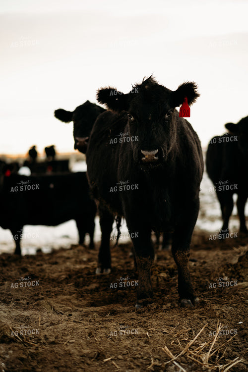 Cattle in Pasture 54028