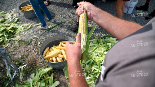Family Shucking Sweet Corn 25274