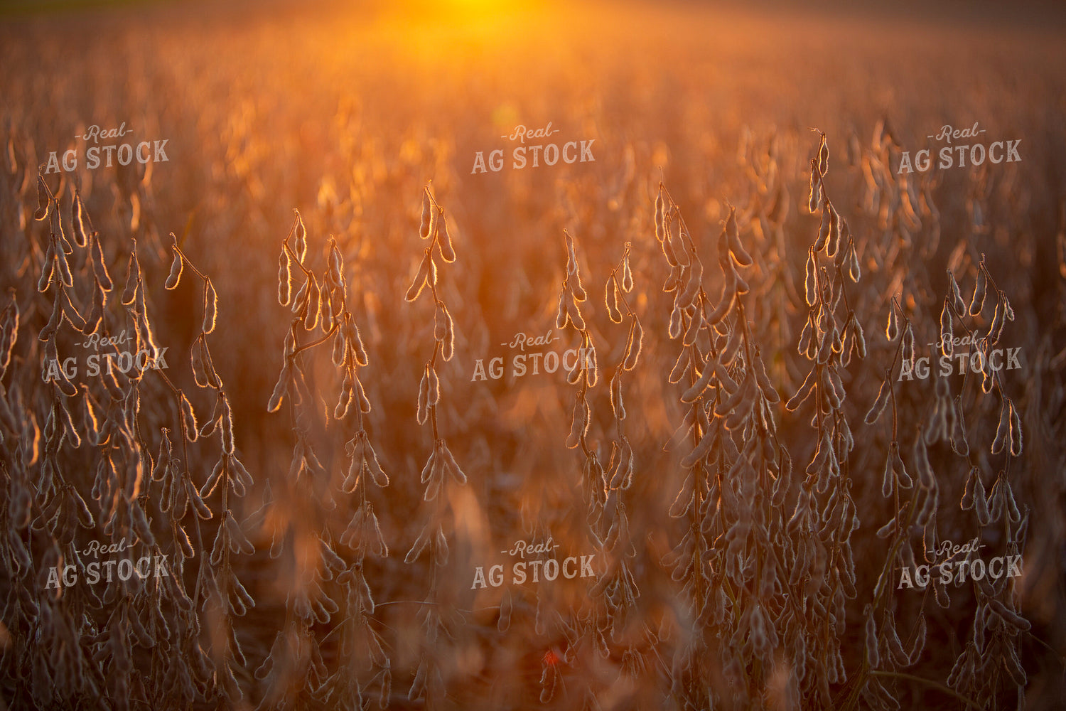 Soybeans - Dry 2487