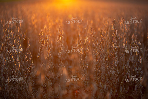 Soybeans - Dry 2487