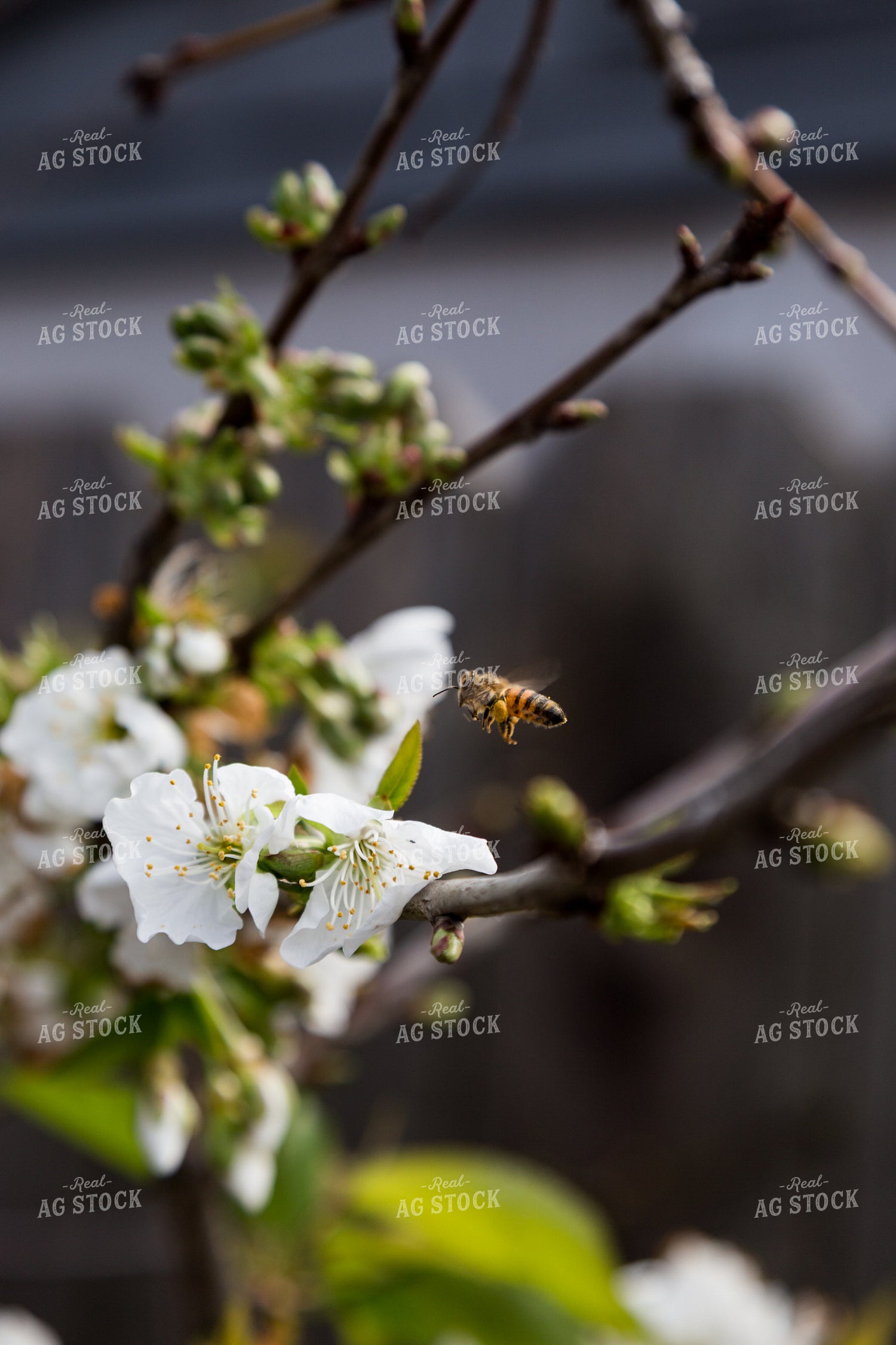 Bee with Almond Blooms 276043