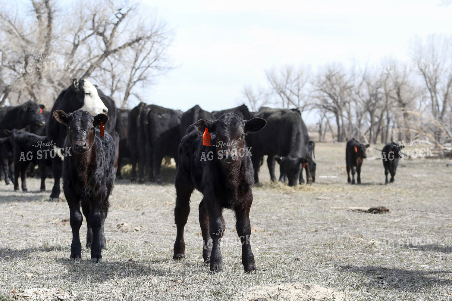 Angus Calves 117197