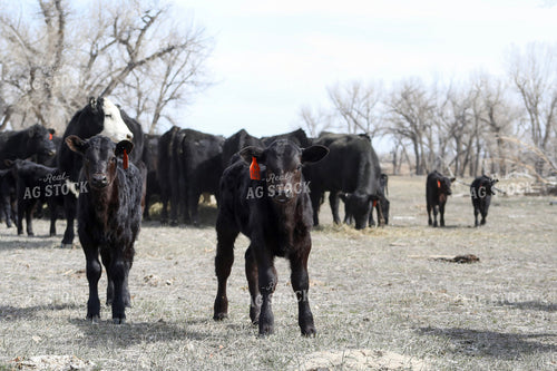 Angus Calves 117197