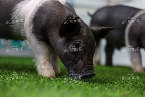 Hampshire Piglets 160362
