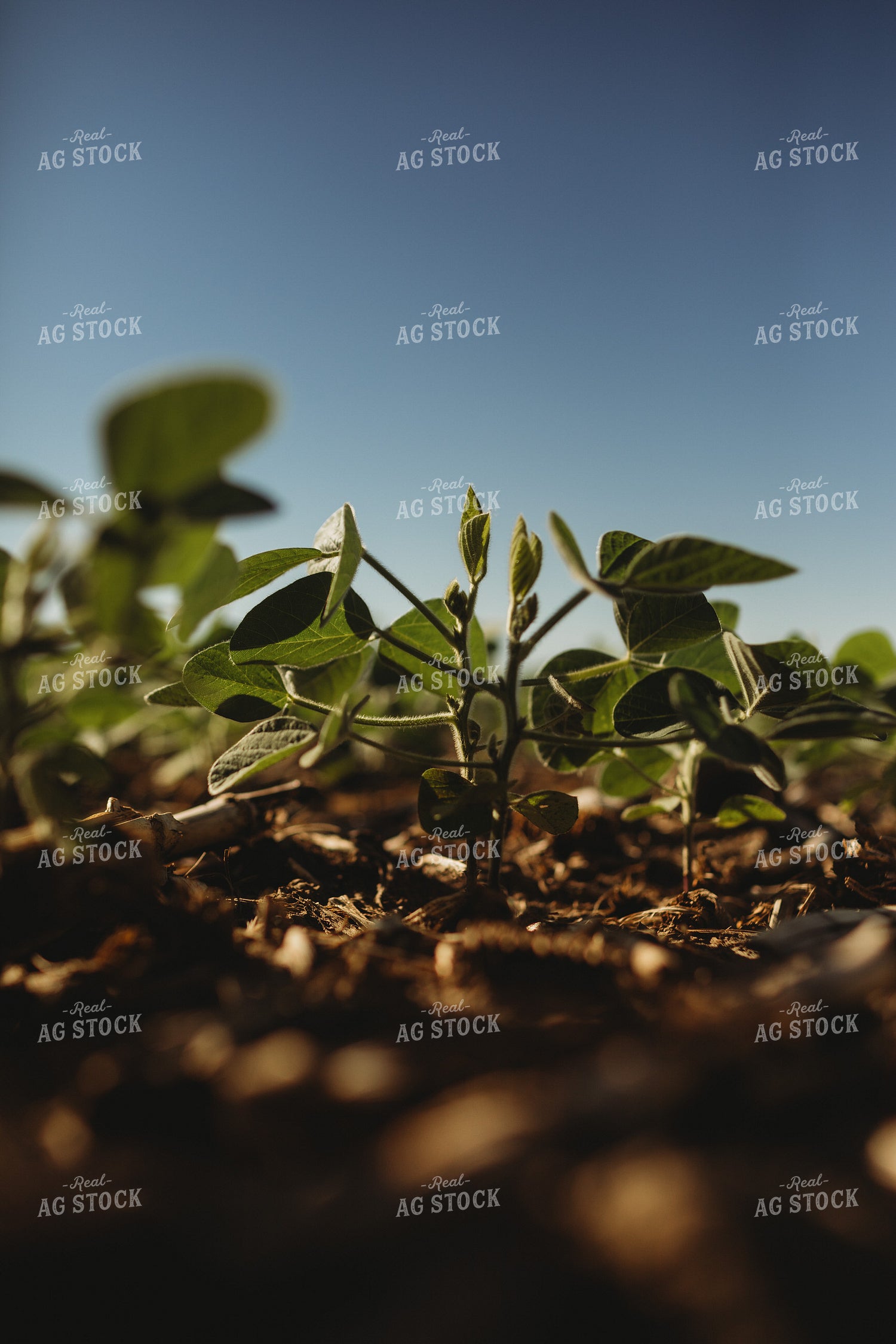 Green Soybeans 4367