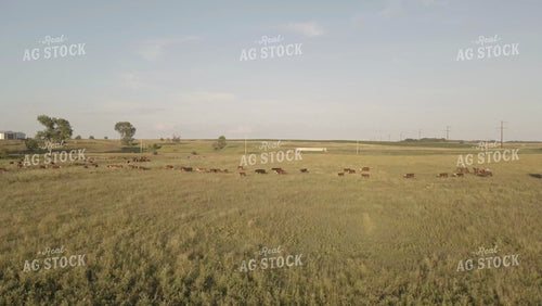 Ranchers on Horseback Moving Cattle in Pasture Drone 6539
