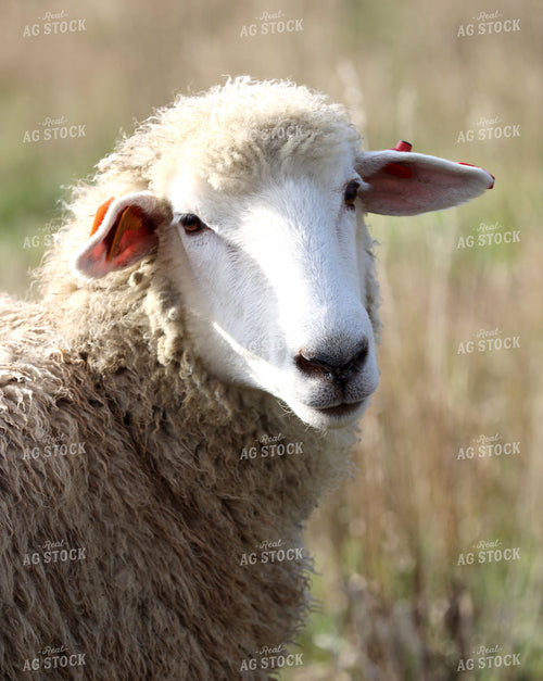 Sheep 141821