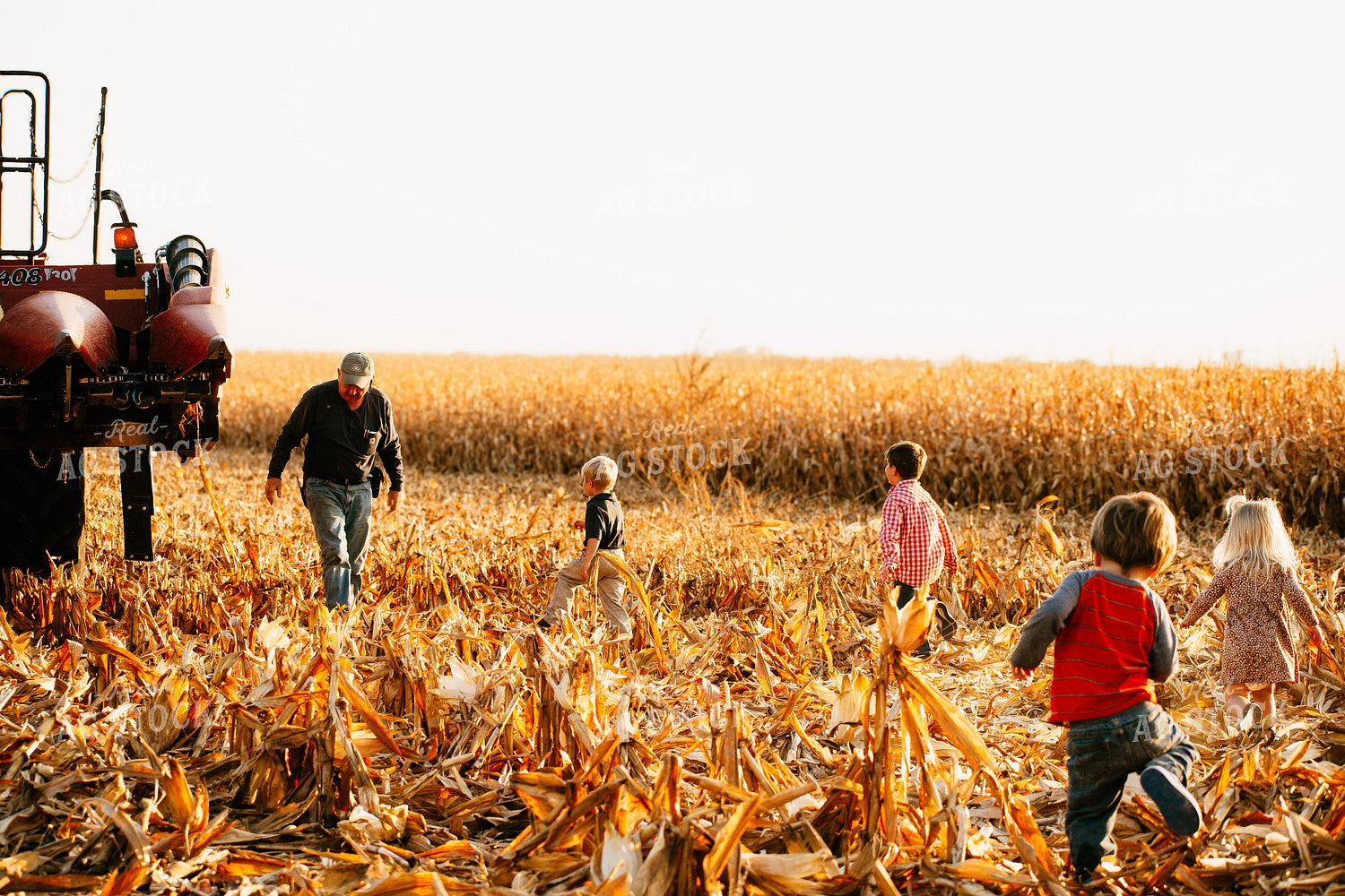 Farm Family in Corn Field 223020
