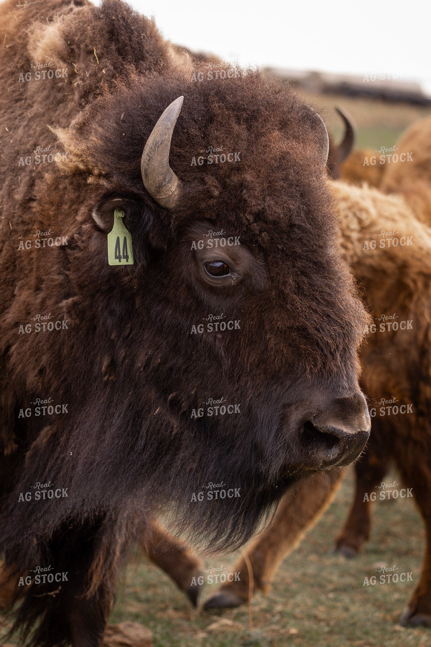 Bison 187114