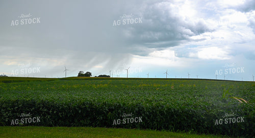 Storm Over a Soybean Field 25303