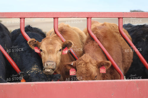 Angus Cattle in Pen 82183