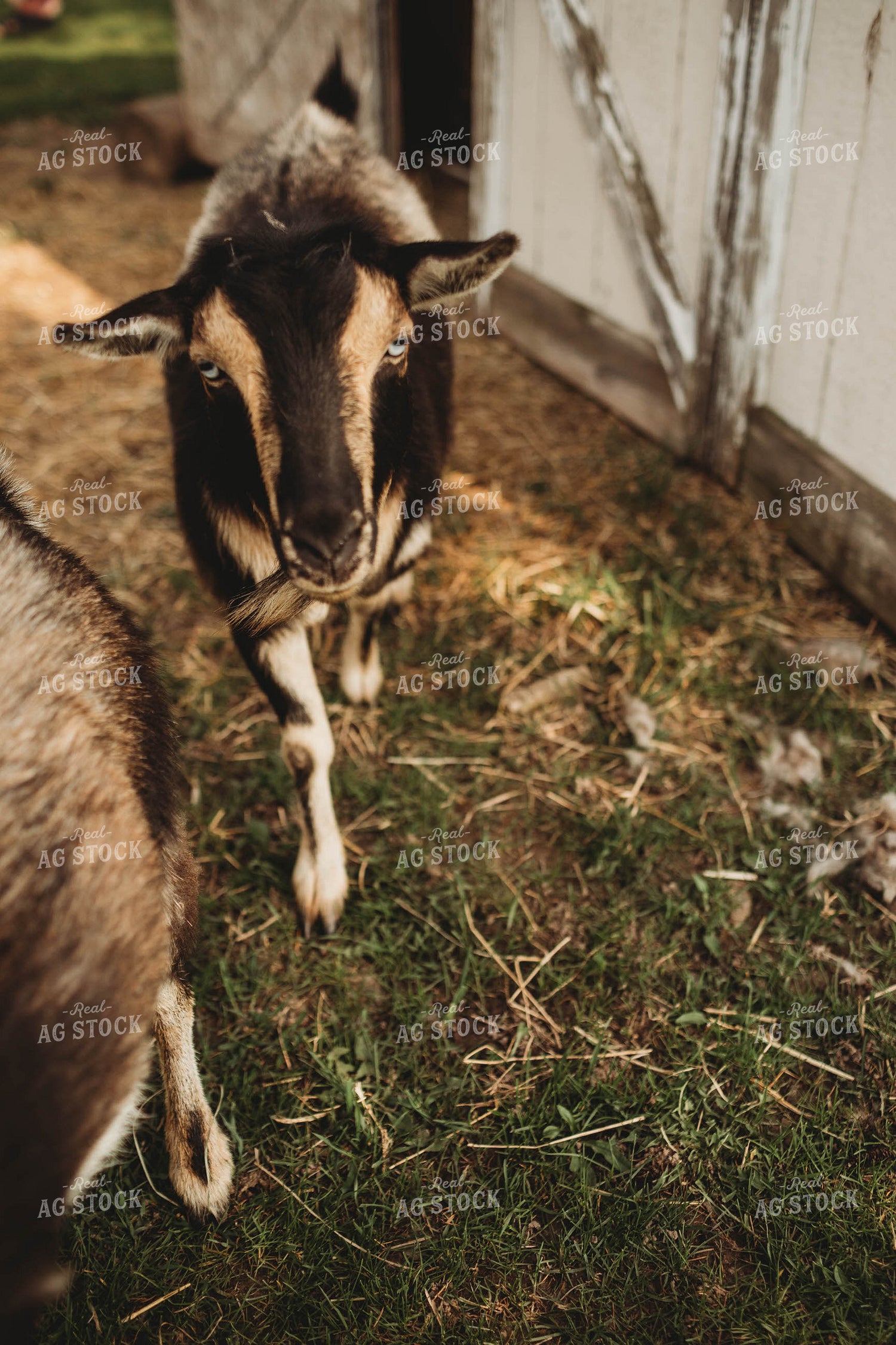 Backyard Goats 5580