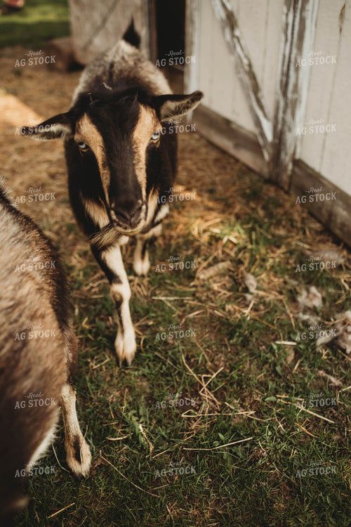 Backyard Goats 5580