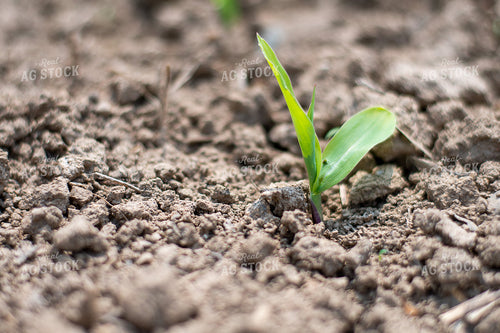 Close Up of Corn Emerging from the Soil 50371