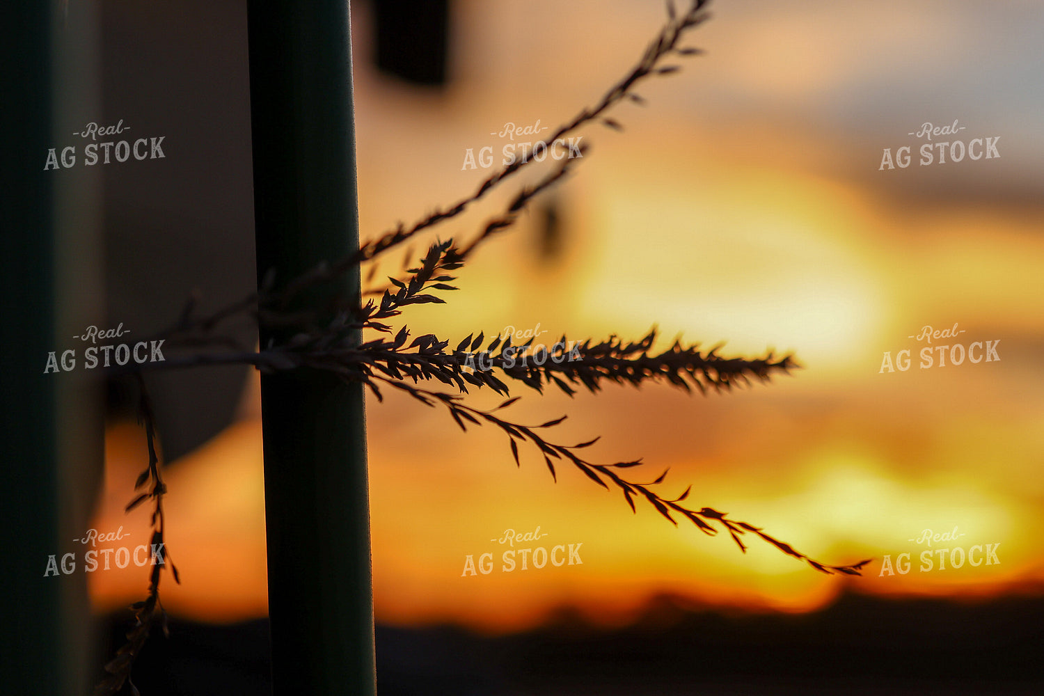 Rural Sunset 160380