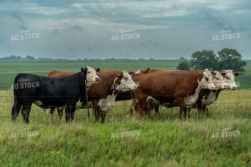 Hereford Cattle on Pasture 65058
