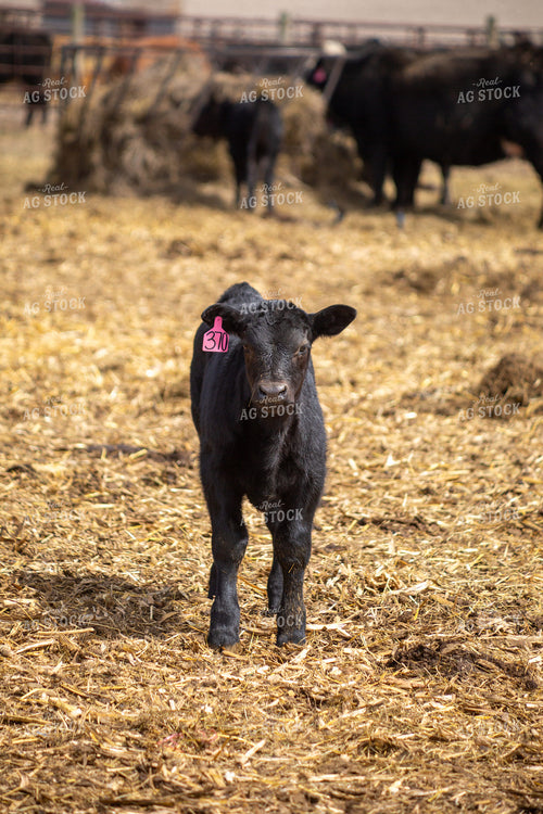Calf 155393