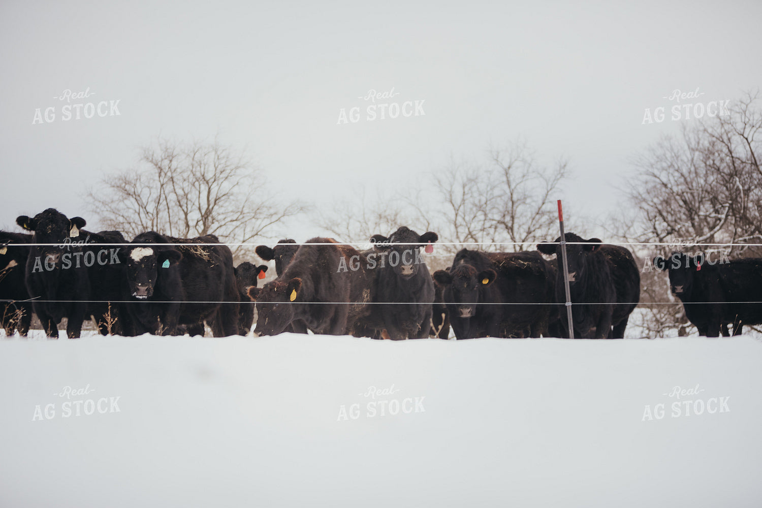 Angus Cattle in Snowy Pasture 3779