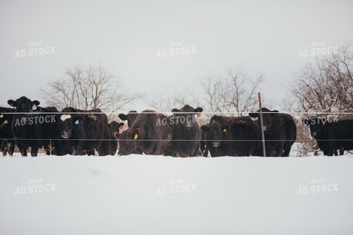 Angus Cattle in Snowy Pasture 3779