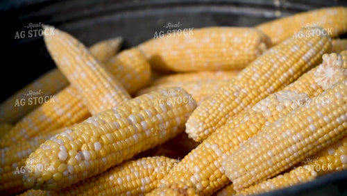 Family Shucking Sweet Corn - 270