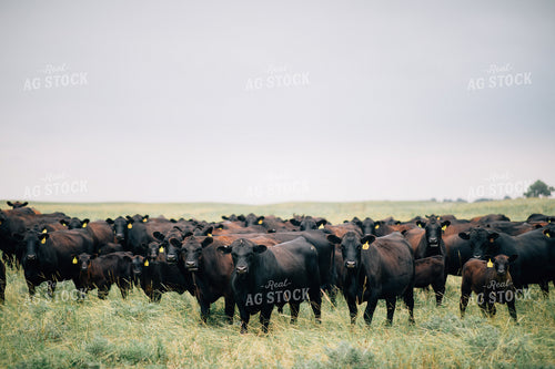 Cow and Calf Herd in Pasture 53033