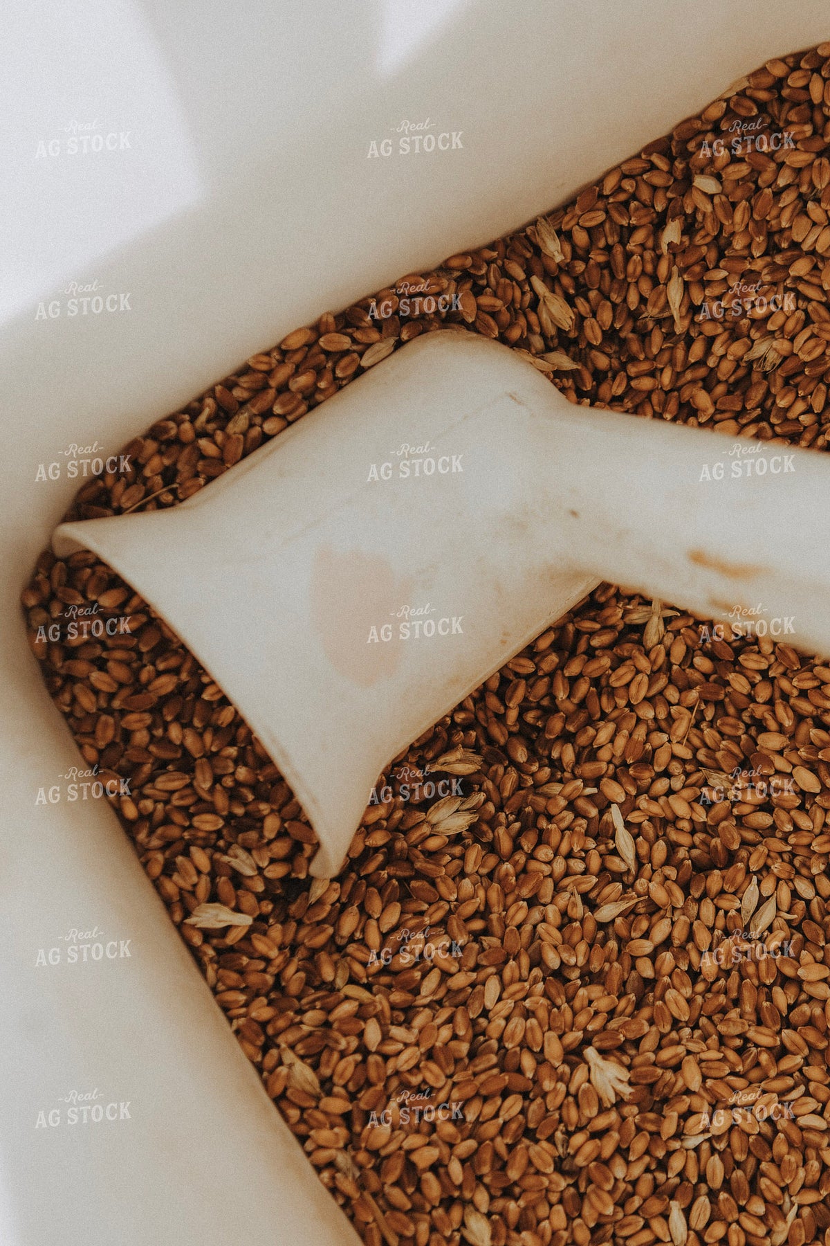 Wheat Kernels 187393