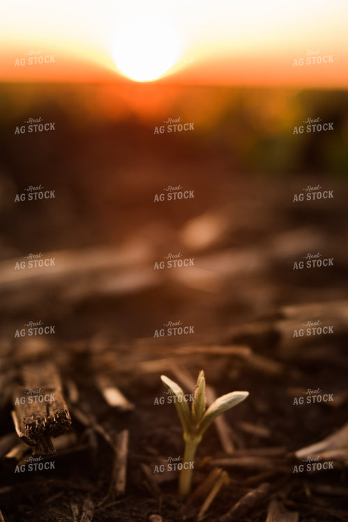 Up Close Soybean Plant 7261