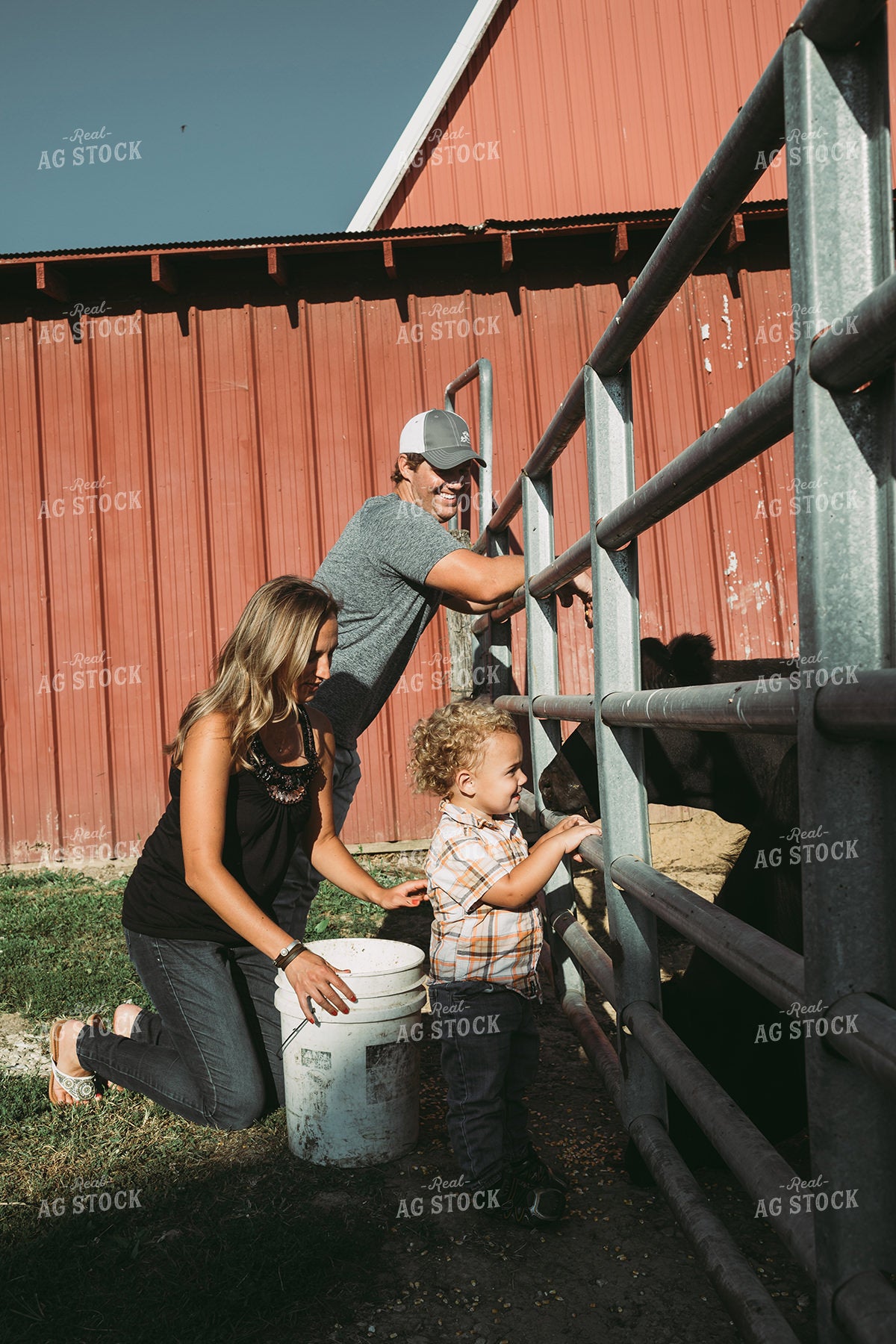 Farm Family Feeding Cows 3142