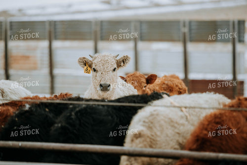 Charolais Cow in Farmyard 77155