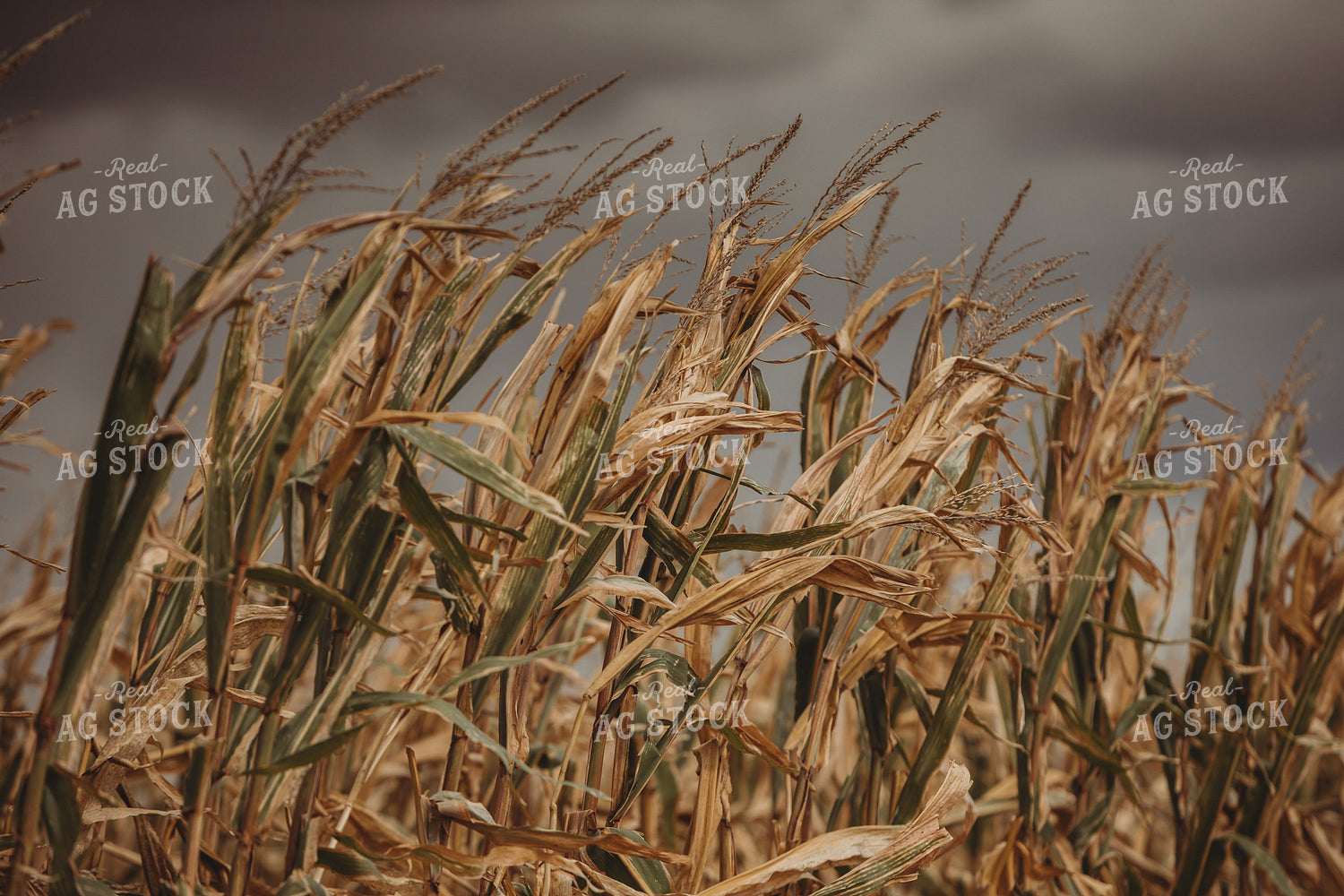 Dry Corn Tassel and Stormy Sky 3329