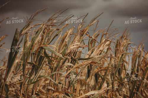 Dry Corn Tassel and Stormy Sky 3329